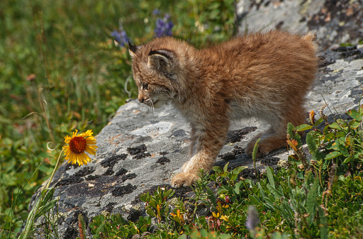 The Canada lynx (Lynx canadensis), or Canadian lynx, is a medium-sized North American lynx that ranges across Alaska, Canada, and northern areas of the contiguous United States.  Kalispell, Montana. Young animal a kitten on a rock by a wildflower.