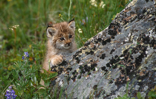 The Canada lynx (Lynx canadensis), or Canadian lynx, is a medium-sized North American lynx that ranges across Alaska, Canada, and northern areas of the contiguous United States. Kalispell, Montana. Young animal a kitten on a rock by a wildflower. el lince canadiense (lynx canadensis), o lince canadiense, es un lince norteamericano de tamaño mediano que se distribuye por alaska, canadá y las áreas del norte de los estados unidos contiguos. kalispell, montana. animal joven, un gatito en una roca