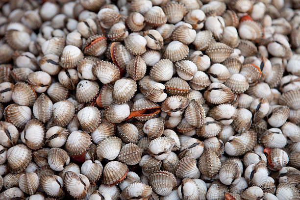 Cockles in the market stock photo