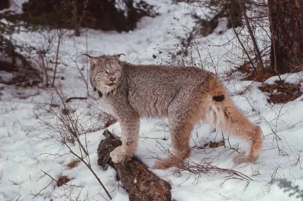 The Canada lynx (Lynx canadensis), or Canadian lynx, is a medium-sized North American lynx that ranges across Alaska, Canada, and northern areas of the contiguous United States.  Kalispell, Montana. Adult walking in the snow.
