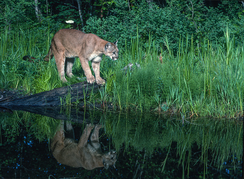 The cougar, Puma concolor,  also known as the puma, mountain lion, catamount, or panther, is a large cat native to the Americas, second only in size to the stockier jaguar. Kalispell, Montana. Reflection in the water.