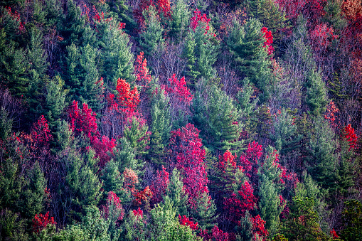 Fall colors have arrive along Virginia's Blue Ridge Parkway.