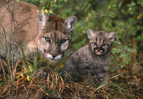 The cougar, Puma concolor,  also known as the puma, mountain lion, catamount, or panther, is a large cat native to the Americas, second only in size to the stockier jaguar. Kalispell, Montana. Mother and young kitten.