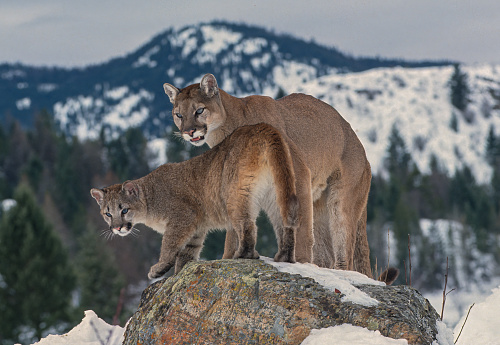 The cougar, Puma concolor,  also known as the puma, mountain lion, catamount, or panther, is a large cat native to the Americas, second only in size to the stockier jaguar. Kalispell, Montana. Adult and young mountain lion on a rock with snow around.