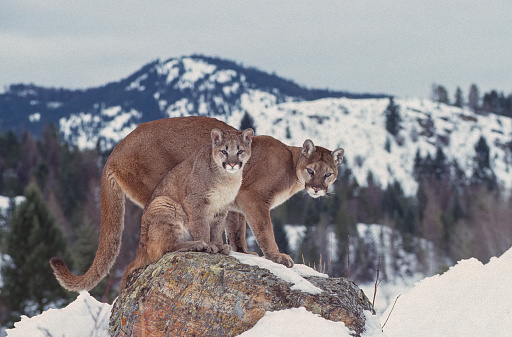 he cougar, Puma concolor,  also known as the puma, mountain lion, catamount, or panther, is a large cat native to the Americas, second only in size to the stockier jaguar. Kalispell, Montana. Adult and young mountain lion on a rock with snow around.