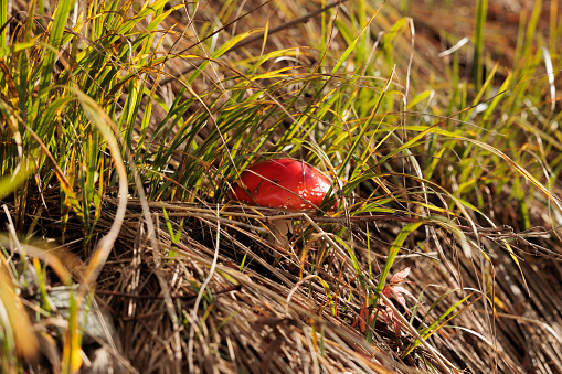 macro view of a red mushroom grown between the tall grass, illuminated by the sunlight, in autumn. district of Paularo, F.V.G. region, Italy