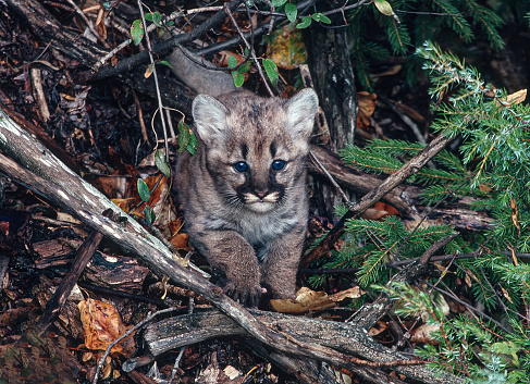 The cougar, Puma concolor,  also known as the puma, mountain lion, catamount, or panther, is a large cat native to the Americas, second only in size to the stockier jaguar. Kalispell, Montana. Kitten.