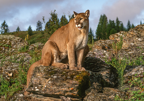 The cougar, Puma concolor,  also known as the puma, mountain lion, catamount, or panther, is a large cat native to the Americas, second only in size to the stockier jaguar. Kalispell, Montana.