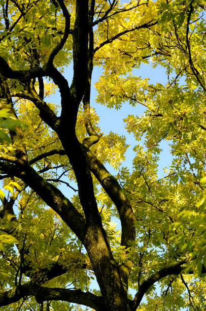 Autumn leaves Golden or yellow leaves on a Fraxinus excelsior 'Jaspidea' (Golden Ash) tree. Clear blue sky in the background. Upwards shot. fraxinus excelsior jaspidea stock pictures, royalty-free photos & images