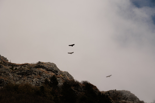 three griffon vultures flying through the clouds and above the mountain sides in the morning. district of Paularo, F.V.G. region, Italy