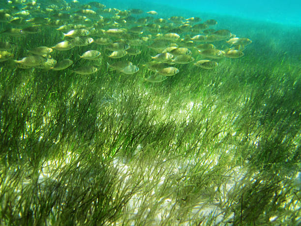 Green detail of Red Sea Flat water of Red Sea taba stock pictures, royalty-free photos & images