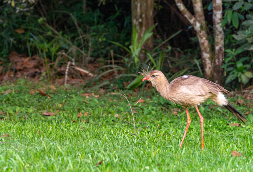 Red-legged Seriema at the breathtaking mighty Iguazu Falls in Iguazu National Park on the Boarder of Argentina and Brazil, South America