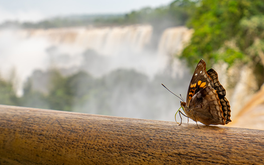 Butterfly and the breathtaking mighty Iguazu Falls in Iguazu National Park on the Boarder of Argentina and Brazil, South America