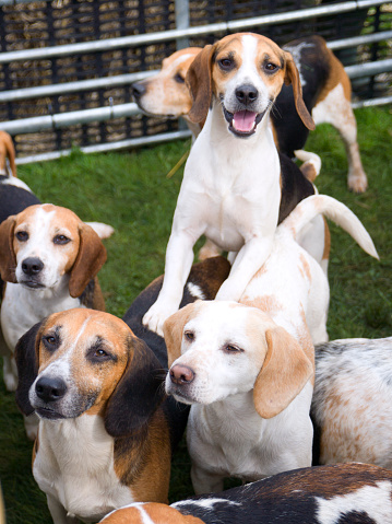 A Rescue Adoption Dog Is Sticking His Nose Through The Fence Looking at The Camera