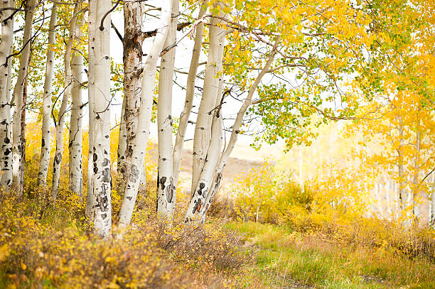 istock Old road grown over around color changing aspens 183330035