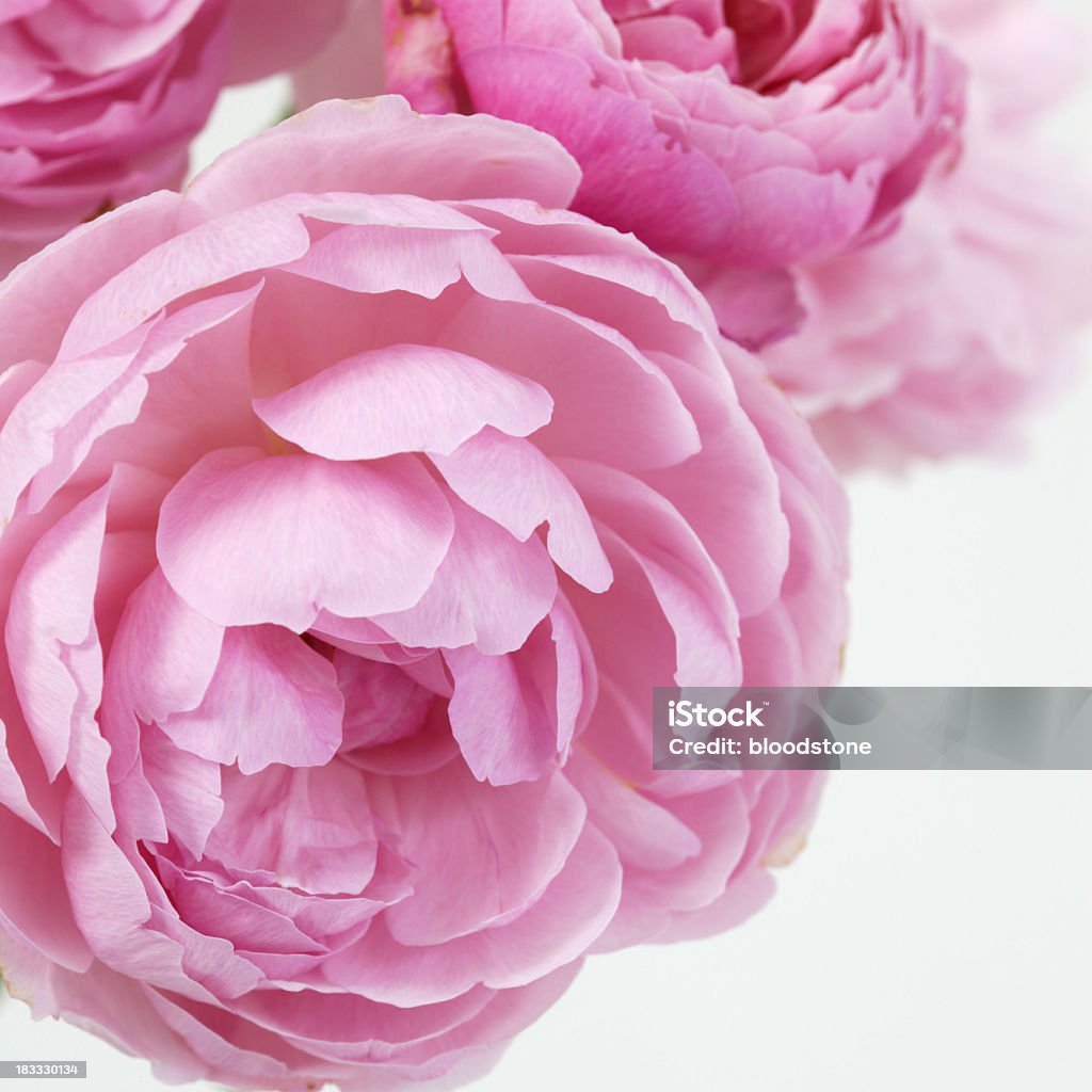 Pink rose - Foto de stock de Flor libre de derechos