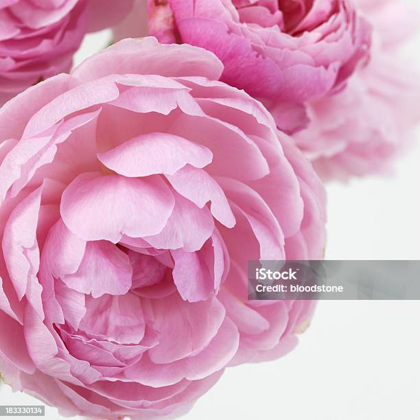 Photo libre de droit de Rose Rosé banque d'images et plus d'images libres de droit de Fleur - Flore - Fleur - Flore, Fond blanc, Ton pastel