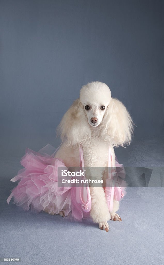 Caniche Ballerina - Foto de stock de Perro libre de derechos