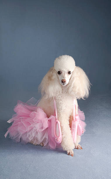 Poodle Ballerina stock photo