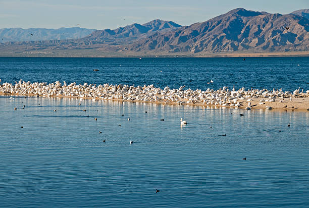 istock Migrating white pelicans on Salton Sea in California 183330253