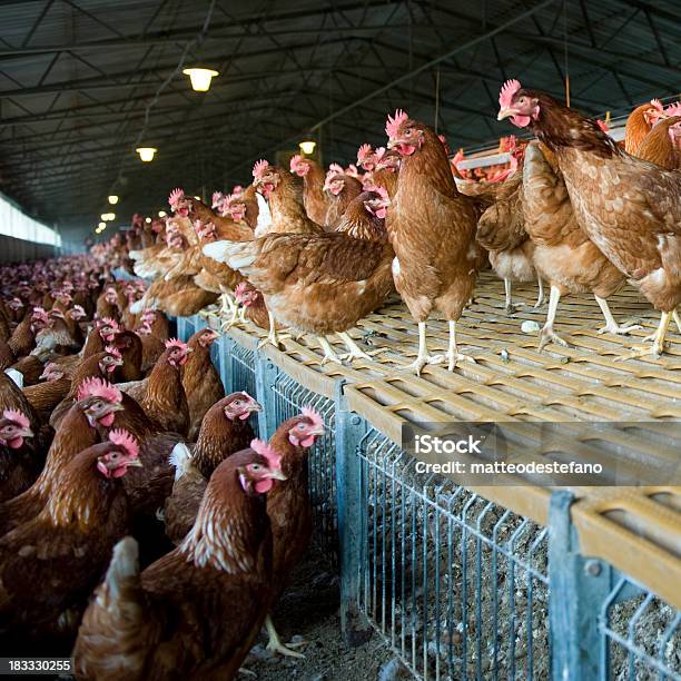 Куриная Ферма — стоковые фотографии и другие картинки Курятник - Курятник, Ферма, Яйцо животного