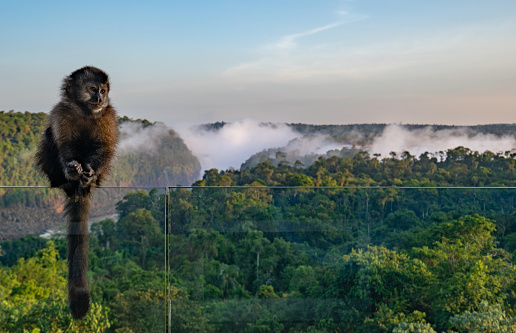 Tufted capuchin with the breathtaking mighty Iguazu Falls at sunset in Iguazu National Park on the boarder of Argentina and Brazil, South America