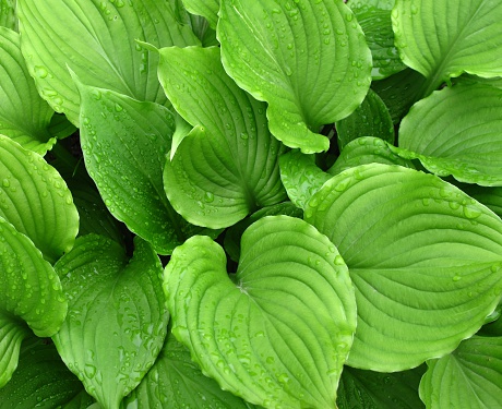 Hosta ventricosa leaves with rain drops