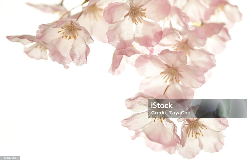 Cherry blossom Aislado en blanco - Foto de stock de Cabeza de flor libre de derechos