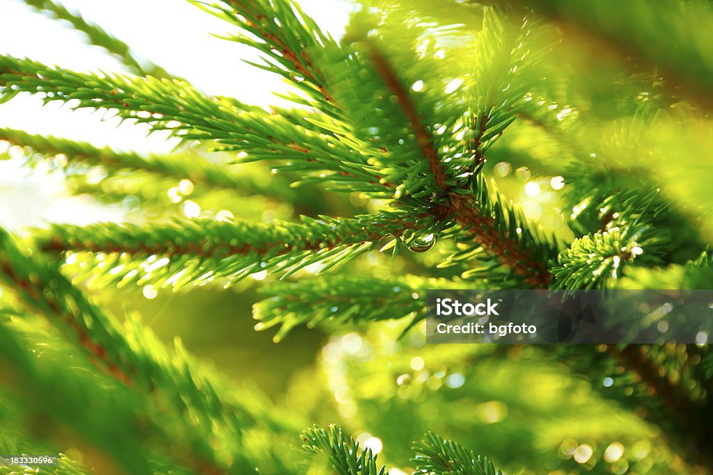Rami di pino e gocce di rugiada - Foto stock royalty-free di Macrofotografia