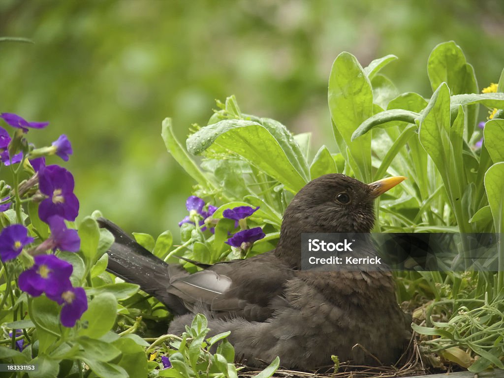 Weibliche blackbird-Aufzuchts- und entspannenden in Ihrem nest - Lizenzfrei Amsel Stock-Foto