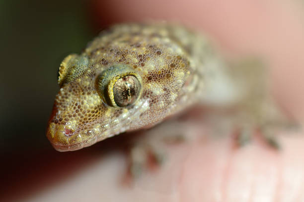 istock Mediterranean house gecko  Hemidactylus turcicus 183331275