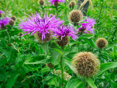 Close-up view of a small group of knapweeds (lat: Centaurea phrygia subsp. pseudophrygia) in a meadow in Bavaria Germany.