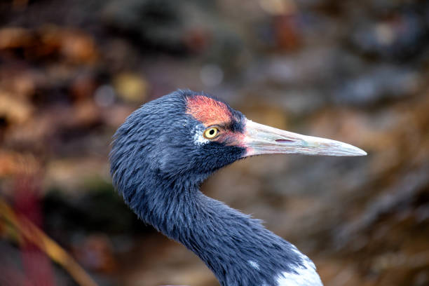 istock Black-Necked Crane (Grus nigricollis) spotted outdoors 1833313438