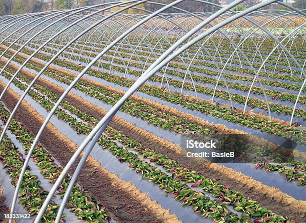 Erdbeeren Auf Einem Großen Bereich Stockfoto und mehr Bilder von Eingewickelt - Eingewickelt, Erdbeereis, Erdbeerfeld