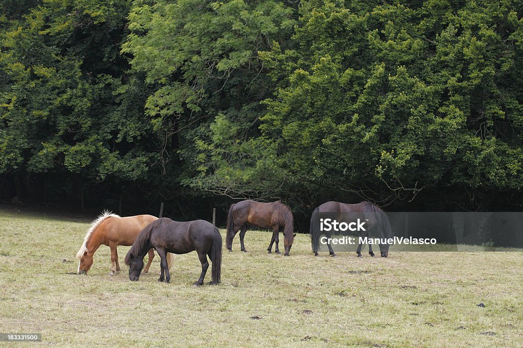 Quatre de chevaux - Photo de Cheval libre de droits