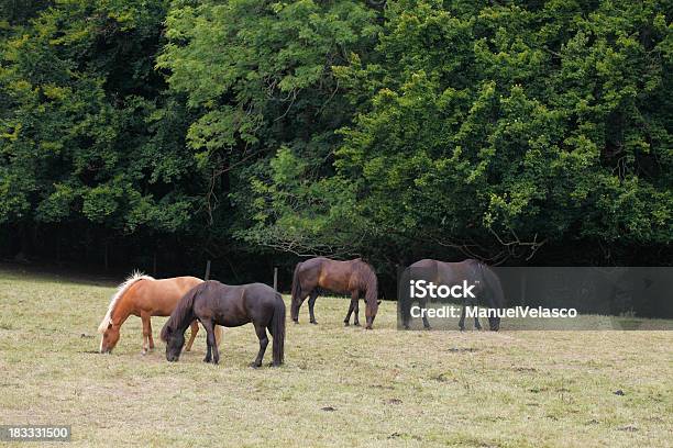 Quattro Di Cavalli - Fotografie stock e altre immagini di Ambientazione esterna - Ambientazione esterna, Animale, Cavallo - Equino