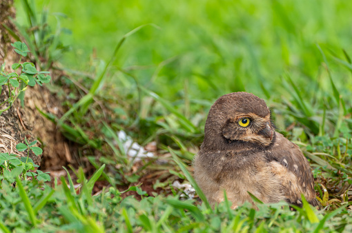 Burrowing Owl at the breathtaking mighty Iguazu Falls in Iguazu National Park on the Boarder of Argentina and Brazil, South America