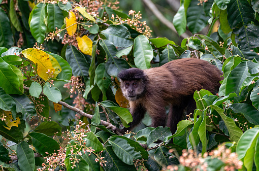 Two common squirrel monkeys (Saimiri sciureus) playing on a tree branch