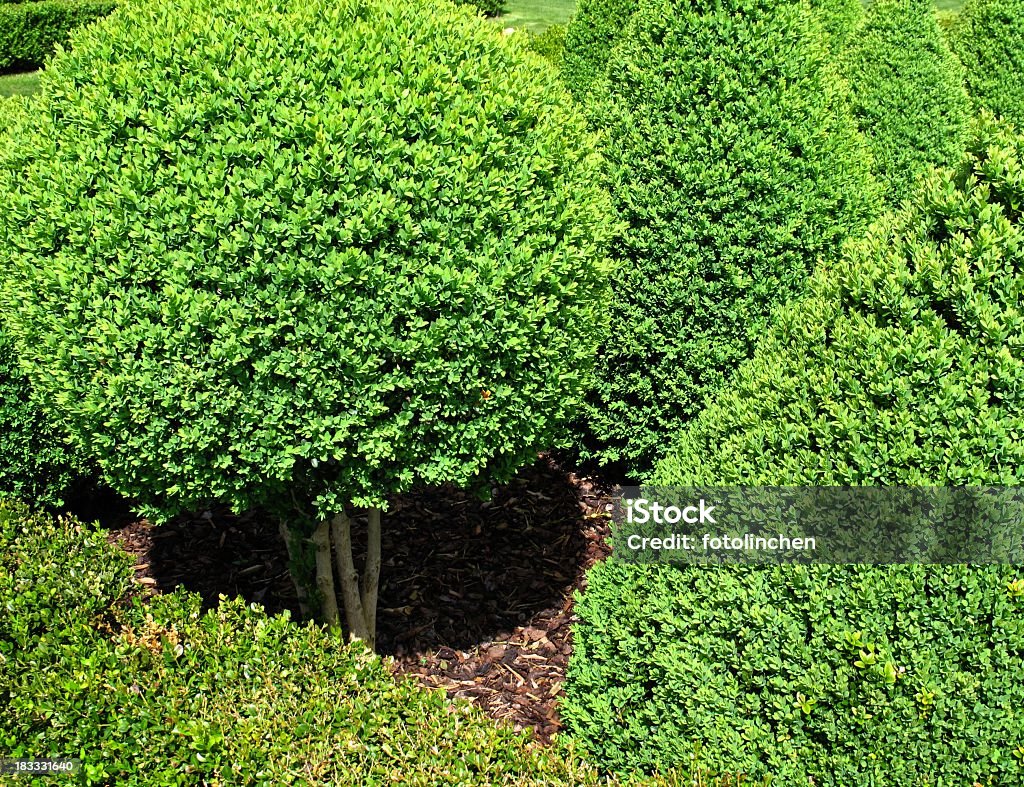 Buxus Bälle für den Verkauf - Lizenzfrei Baum Stock-Foto