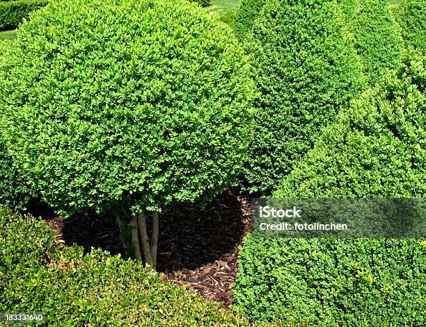 Buxus Bälle Für Den Verkauf Stockfoto und mehr Bilder von Baum - Baum, Buchsbaum, Dekoration