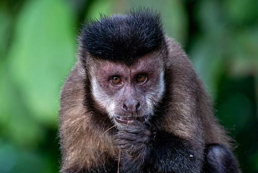Monkey,Kathmandu, Nepal