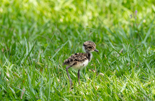Southern lapwing chick at the breathtaking mighty Iguazu Falls in Iguazu National Park on the Boarder of Argentina and Brazil, South America