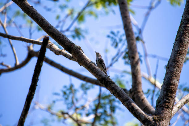 Energetic black-and-white warbler, Mniotilta varia, a striking passerine with bold markings. Explore its dynamic presence in North American woodlands.