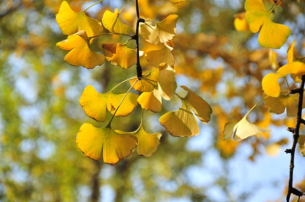 istock Close up of ginkgo leaf 183331819