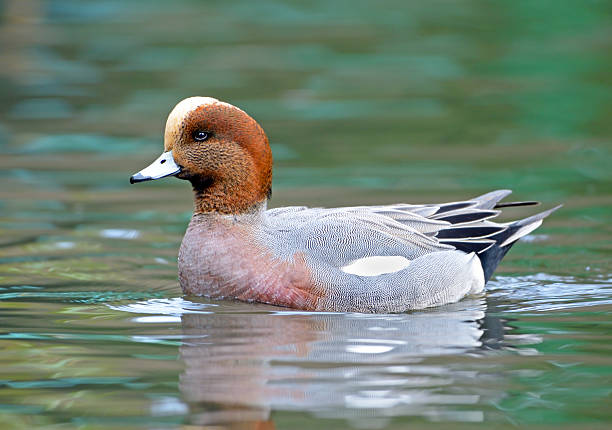 Eurasian Wigeon - Male.