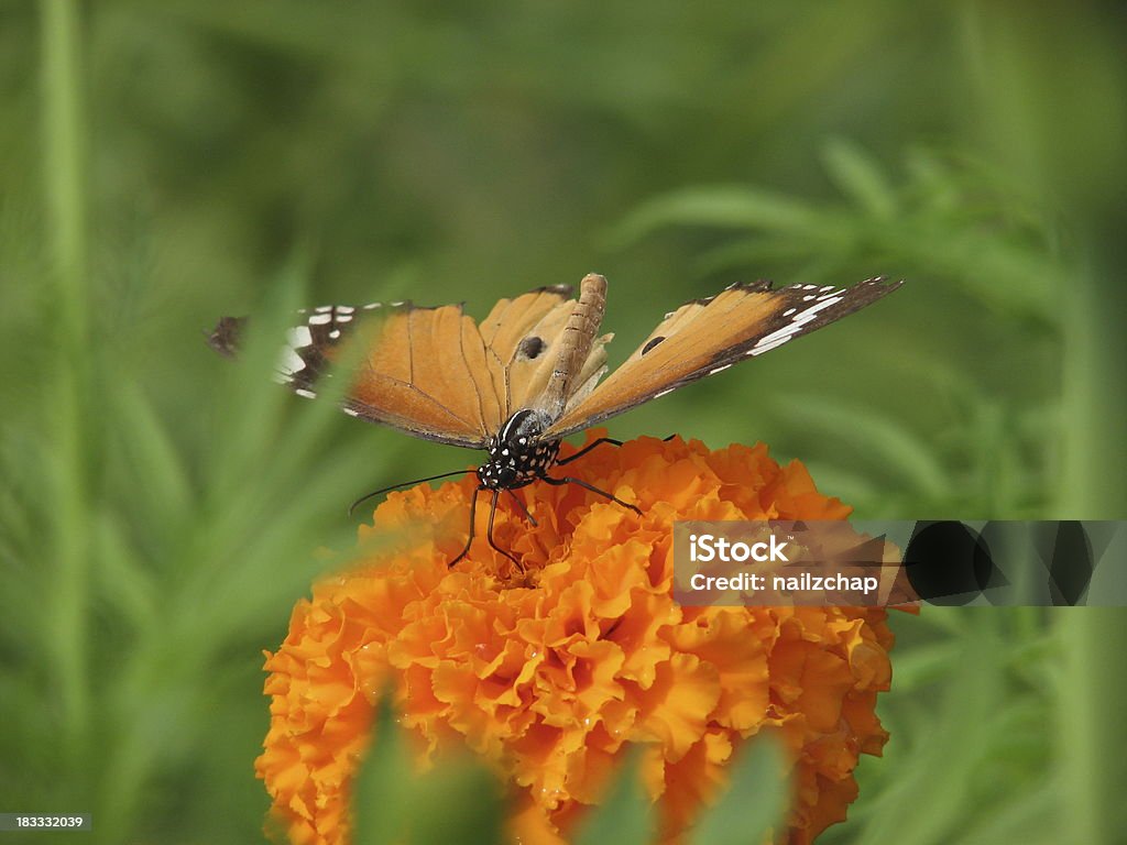 오랑주 나비 on 매리골드 - 로열티 프리 0명 스톡 사진