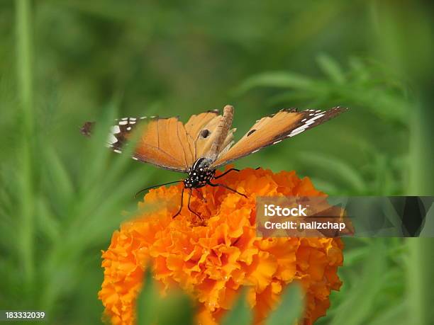 Borboleta Laranja Na Cravodedefunto - Fotografias de stock e mais imagens de Animal - Animal, Asa de animal, Borboleta