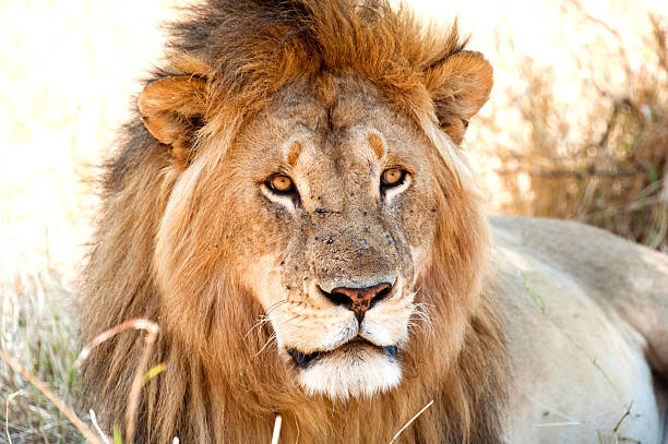 istock Serengeti Tanzania 183332075