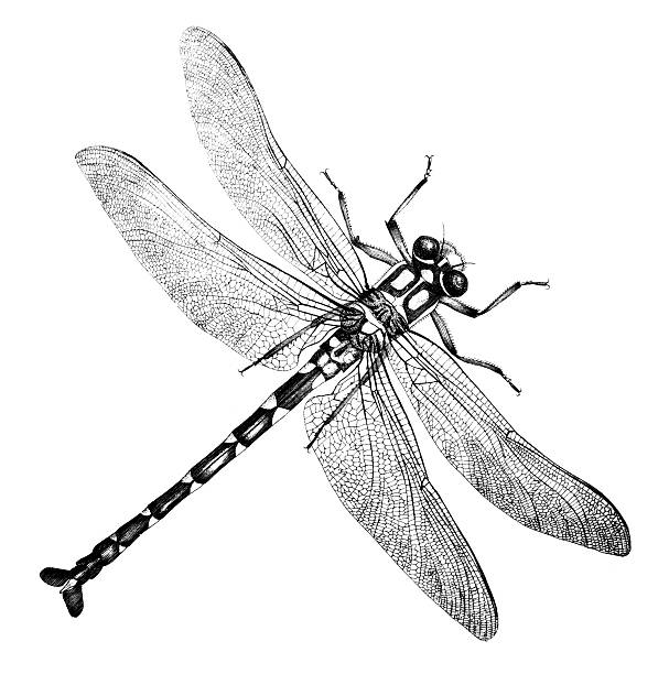 19th century engraving of a dragonfly "photographed from a book titled the 'National Encyclopedia', published in London in 1881. Copyright has expired on this artwork. Digitally restored." dragonfly drawing stock illustrations