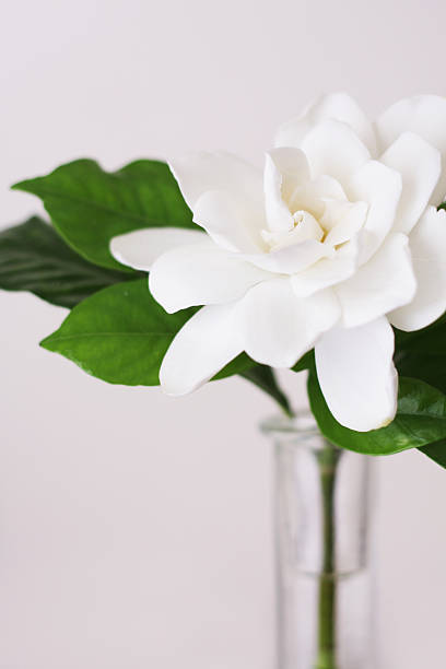 gardenia en un florero primer plano - gardenia fotografías e imágenes de stock